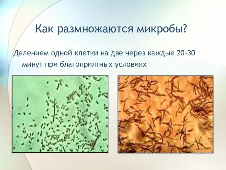 Как размножаются микробы? Делением одной клетки на две через каждые 20-30 минут при благоприятных условиях