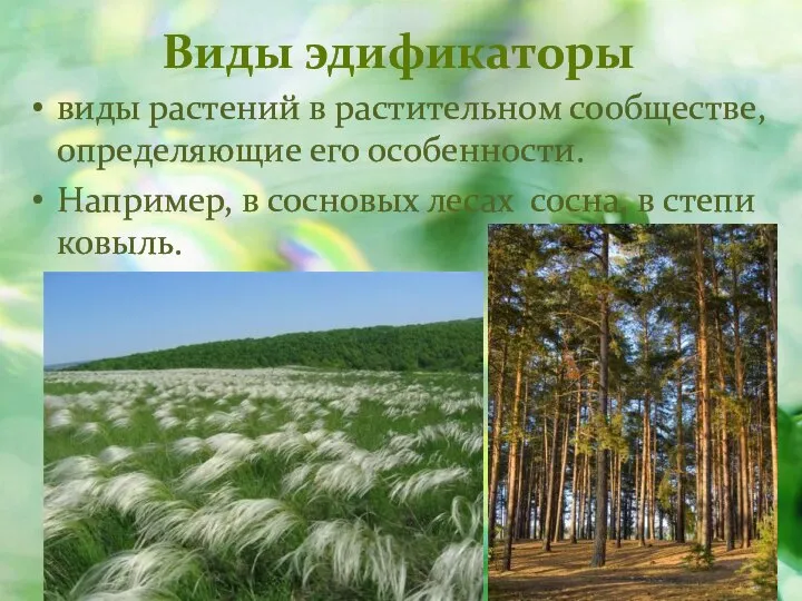 Виды эдификаторы виды растений в растительном сообществе, определяющие его особенности. Например, в