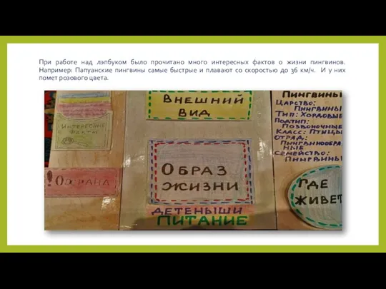 При работе над лэпбуком было прочитано много интересных фактов о жизни пингвинов.