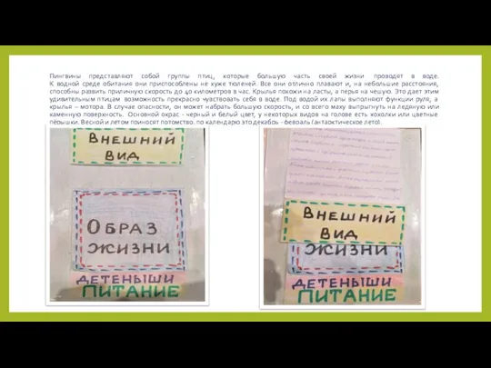 Пингвины представляют собой группы птиц, которые большую часть своей жизни проводят в