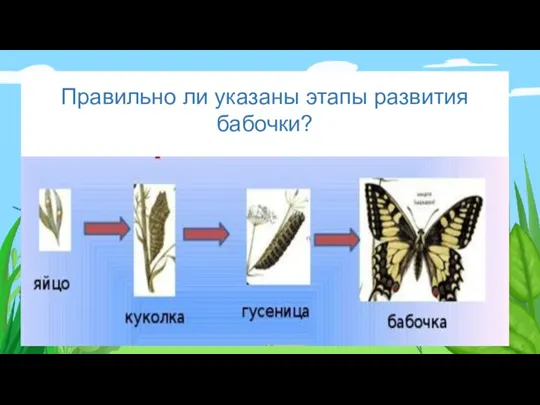 Правильно ли указаны этапы развития бабочки?