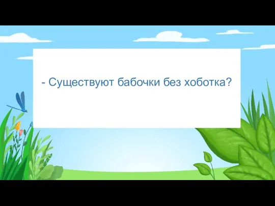 - Существуют бабочки без хоботка?