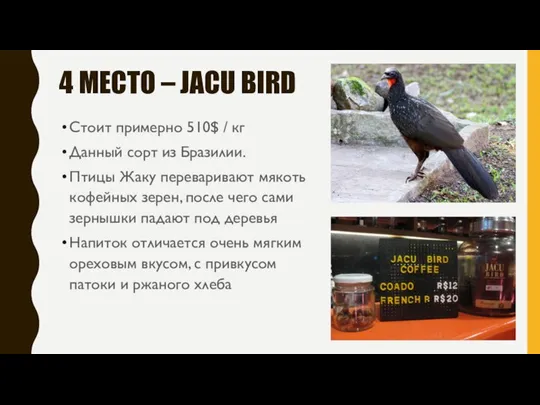 4 МЕСТО – JACU BIRD Стоит примерно 510$ / кг Данный сорт