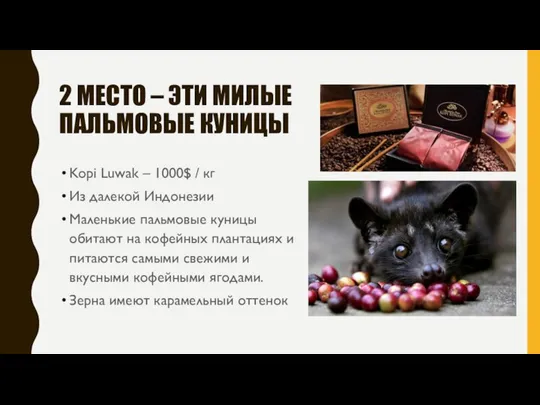 2 МЕСТО – ЭТИ МИЛЫЕ ПАЛЬМОВЫЕ КУНИЦЫ Kopi Luwak – 1000$ /