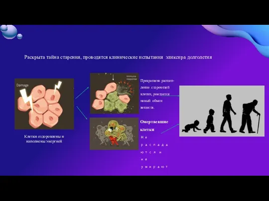 Раскрыта тайна старения, проводятся клинические испытания эликсира долголетия Прекращено расщеп-ление стареющей клетки,