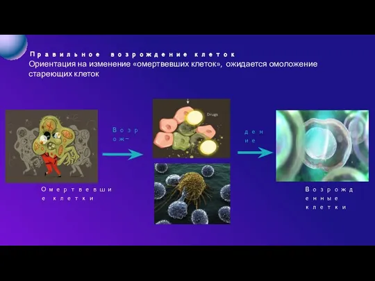 Правильное возрождение клеток Ориентация на изменение «омертвевших клеток», ожидается омоложение стареющих клеток