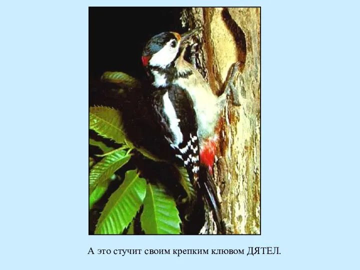 А это стучит своим крепким клювом ДЯТЕЛ.