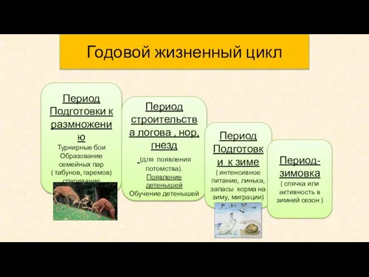 Годовой жизненный цикл Период Подготовки к размножению Турнирные бои Образование семейных пар