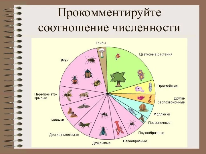 Прокомментируйте соотношение численности видов в природе