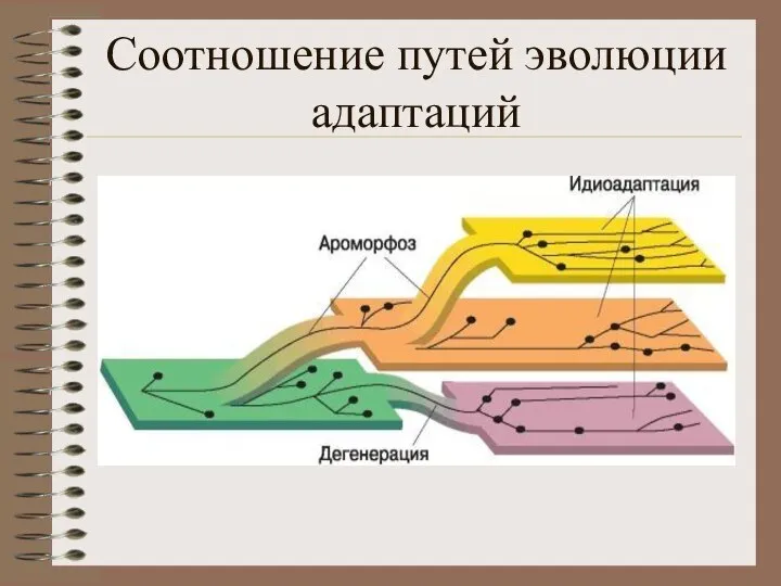 Соотношение путей эволюции адаптаций