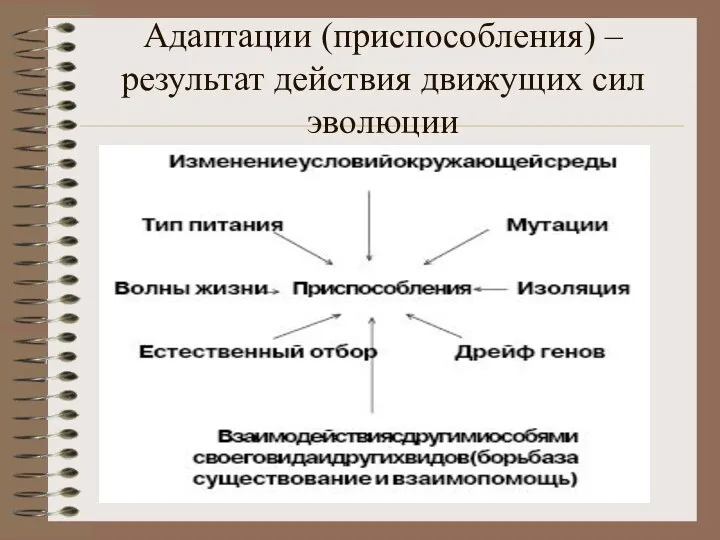 Адаптации (приспособления) – результат действия движущих сил эволюции