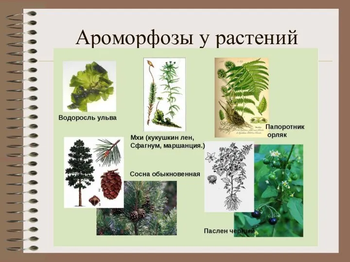 Ароморфозы у растений