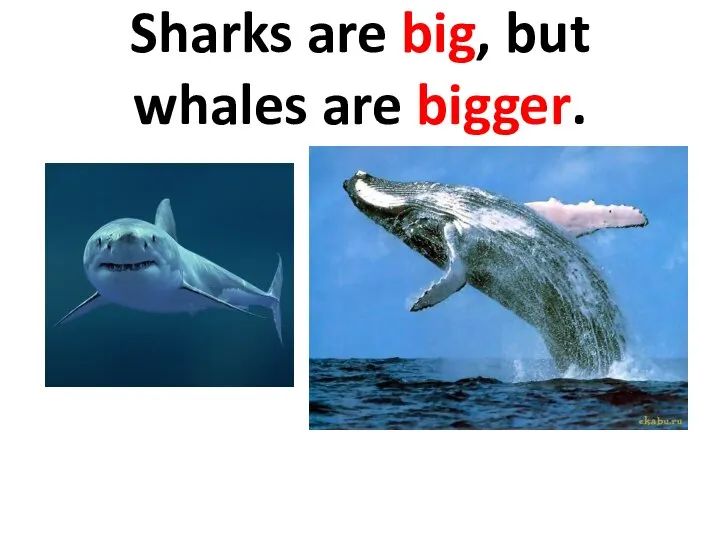 Sharks are big, but whales are bigger.