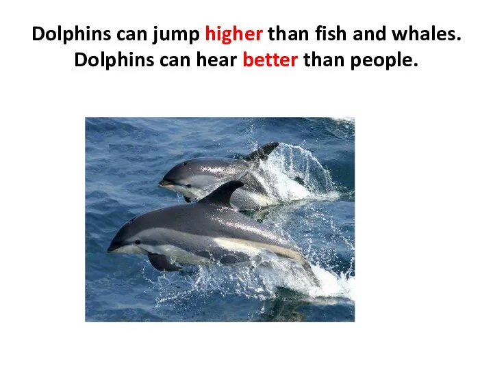 Dolphins can jump higher than fish and whales. Dolphins can hear better than people.