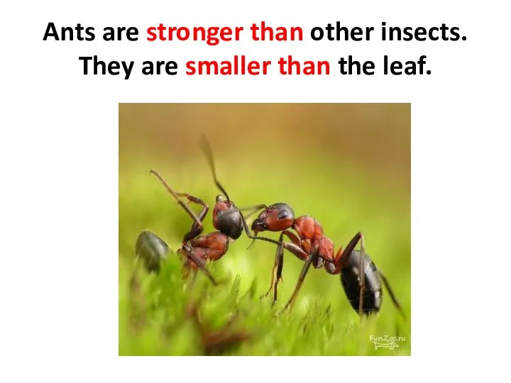 Ants are stronger than other insects. They are smaller than the leaf.