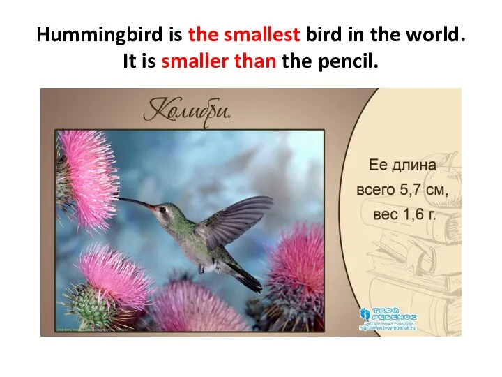 Hummingbird is the smallest bird in the world. It is smaller than the pencil.