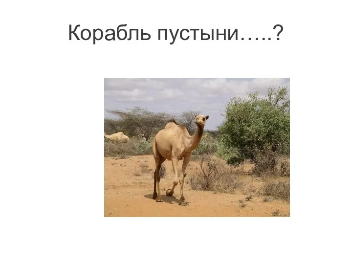 Корабль пустыни…..?