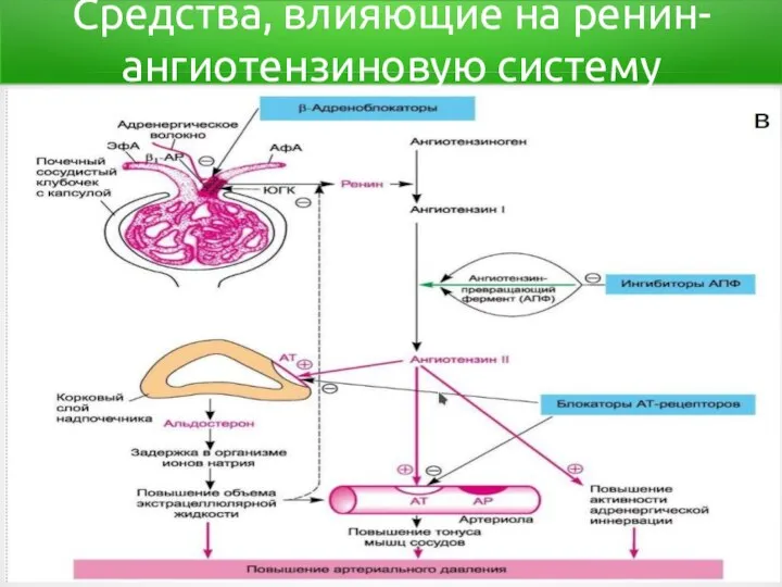 Средства, влияющие на ренин-ангиотензиновую систему