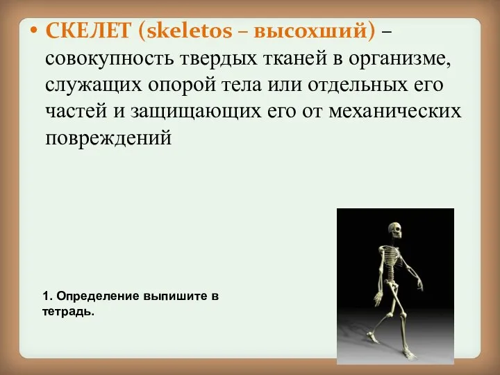 СКЕЛЕТ (skeletos – высохший) – совокупность твердых тканей в организме, служащих опорой