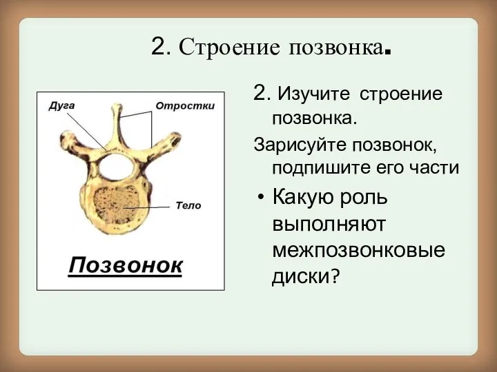 2. Строение позвонка. 2. Изучите строение позвонка. Зарисуйте позвонок, подпишите его части