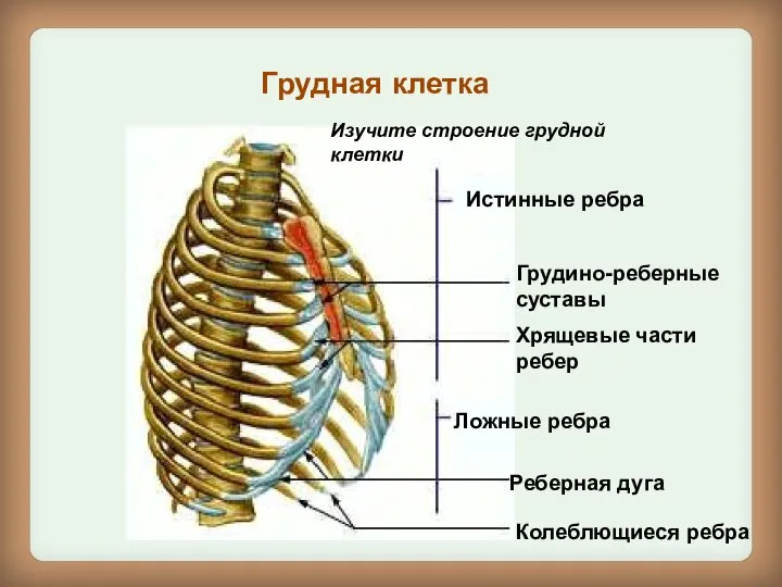 Истинные ребра Грудино-реберные суставы Хрящевые части ребер Ложные ребра Реберная дуга Колеблющиеся