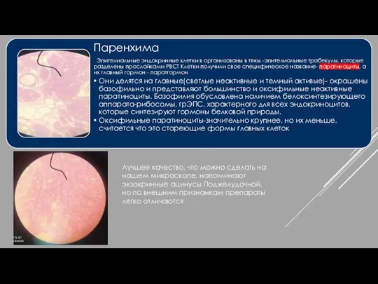 Лучшее качество, что можно сделать на нашем микроскопе, напоминают экзокринные ацинусы Поджелудочной,