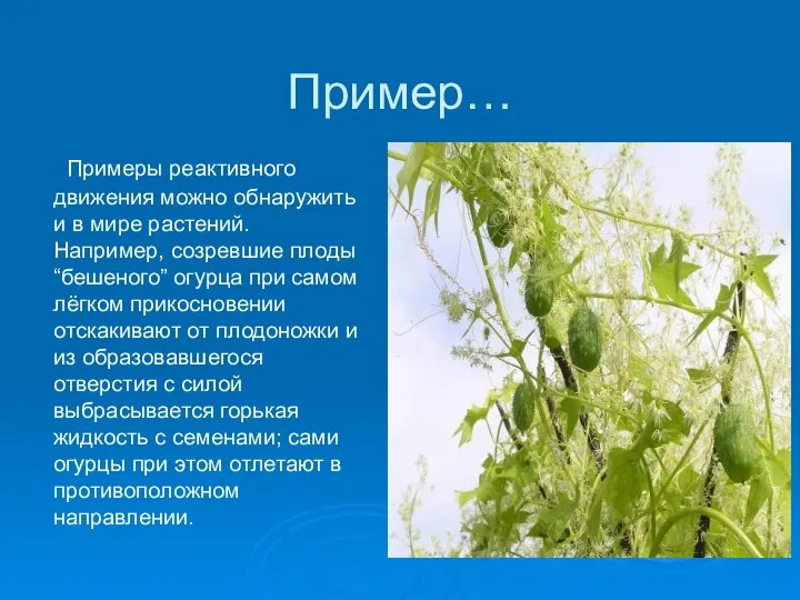 Пример… Примеры реактивного движения можно обнаружить и в мире растений. Например, созревшие