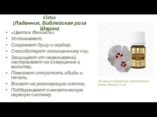 Cistus (Ладанник, Библейская роза Шарон) «Цветок Феникса»; Успокаивает; Согревает душу и сердце;