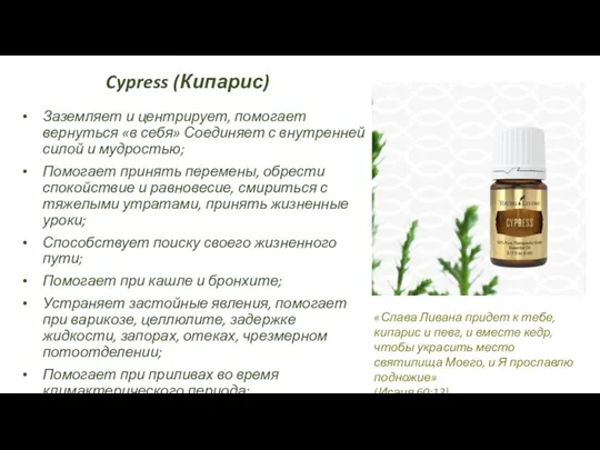 Cypress (Кипарис) Заземляет и центрирует, помогает вернуться «в себя» Соединяет с внутренней