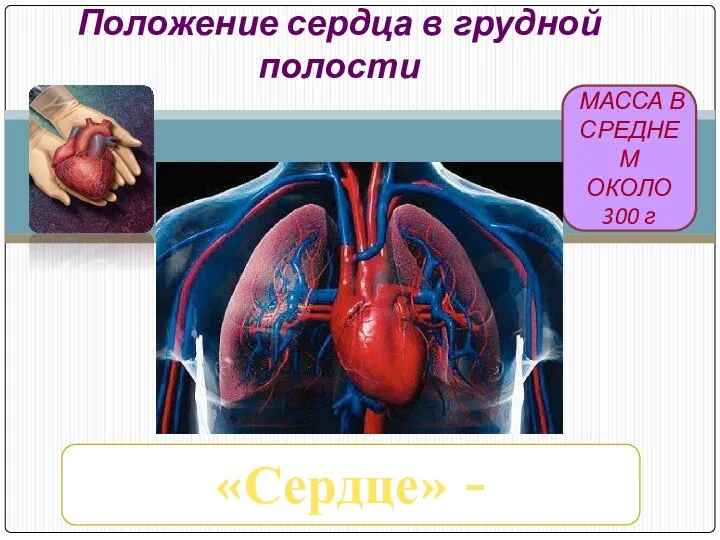 «Сердце» - «середина» МАССА В СРЕДНЕМ ОКОЛО 300 г Положение сердца в грудной полости
