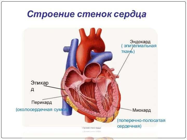 (околосердечная сумка) (поперечно-полосатая сердечная) ( эпителиальная ткань) Эпикард Строение стенок сердца
