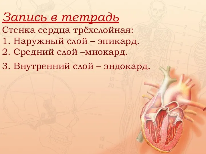 Запись в тетрадь Стенка сердца трёхслойная: 1. Наружный слой – эпикард. 2.