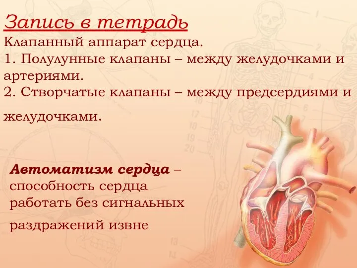 Запись в тетрадь Клапанный аппарат сердца. 1. Полулунные клапаны – между желудочками