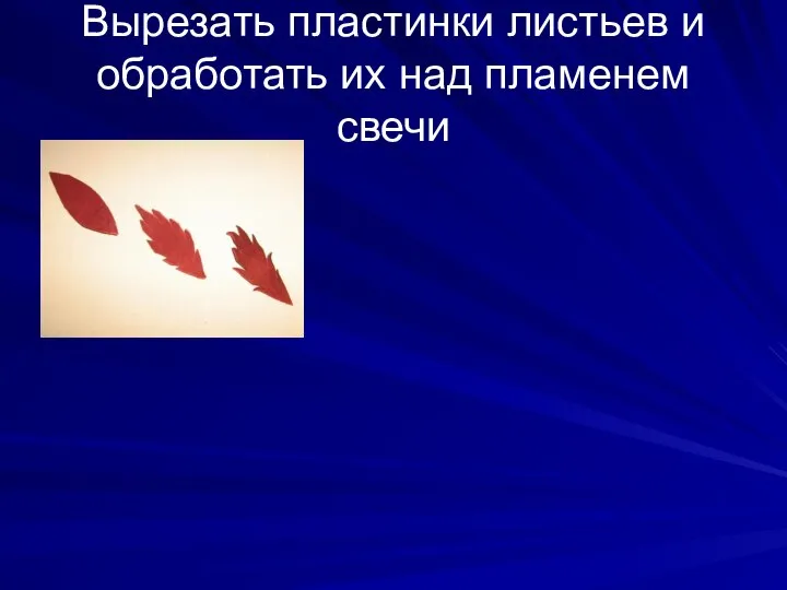 Вырезать пластинки листьев и обработать их над пламенем свечи