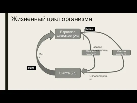 Жизненный цикл организма Взрослое животное (2n) Мужская гамета (n) Женская гамета (n)