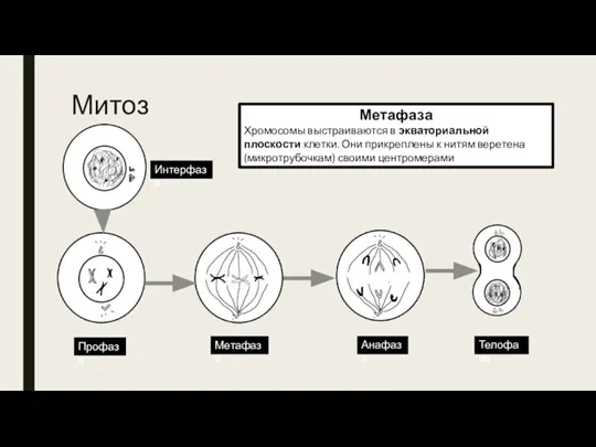 Митоз Интерфаза Профаза Метафаза Анафаза Телофаза Метафаза Хромосомы выстраиваются в экваториальной плоскости