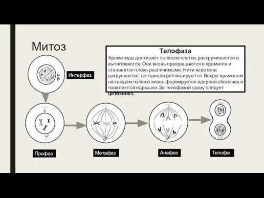Митоз Интерфаза Профаза Метафаза Анафаза Телофаза Телофаза Хроматиды достигают полюсов клетки, раскручиваются