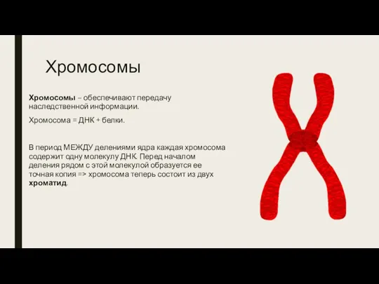 Хромосомы Хромосомы – обеспечивают передачу наследственной информации. Хромосома = ДНК + белки.