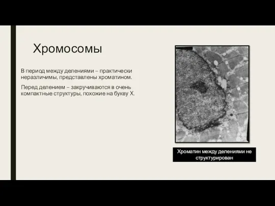 Хромосомы В период между делениями – практически неразличимы, представлены хроматином. Перед делением