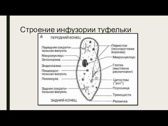 Строение инфузории туфельки