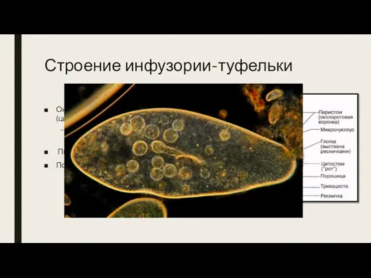 Строение инфузории-туфельки Околоротовая воронка -> рот (цитостом) -> глотка (цитофаринкс) Могут быть