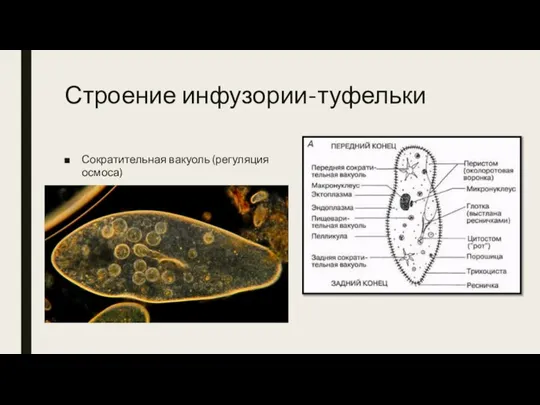 Строение инфузории-туфельки Сократительная вакуоль (регуляция осмоса)