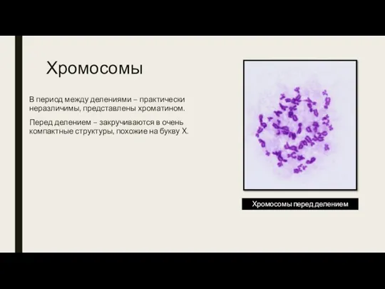 Хромосомы В период между делениями – практически неразличимы, представлены хроматином. Перед делением