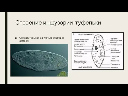 Строение инфузории-туфельки Сократительная вакуоль (регуляция осмоса)