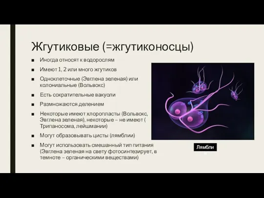 Жгутиковые (=жгутиконосцы) Иногда относят к водорослям Имеют 1, 2 или много жгутиков