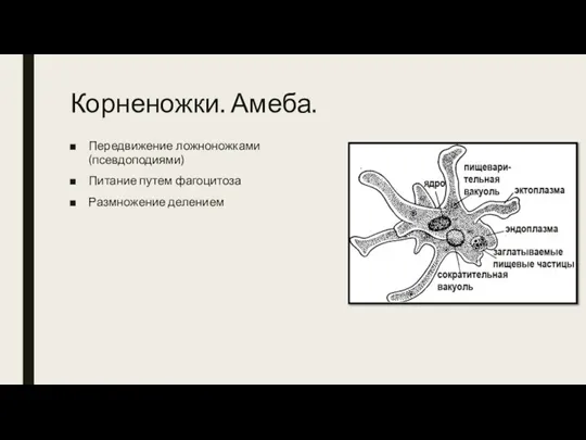 Корненожки. Амеба. Передвижение ложноножками (псевдоподиями) Питание путем фагоцитоза Размножение делением