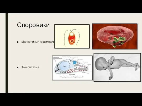 Споровики Малярийный плазмодий Токсоплазма