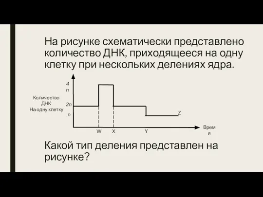 На рисунке схематически представлено количество ДНК, приходящееся на одну клетку при нескольких