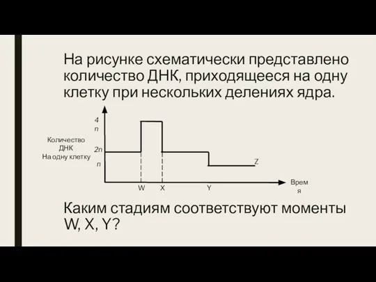 На рисунке схематически представлено количество ДНК, приходящееся на одну клетку при нескольких