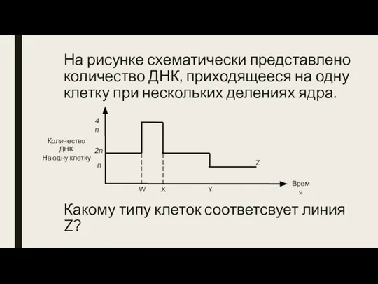 На рисунке схематически представлено количество ДНК, приходящееся на одну клетку при нескольких